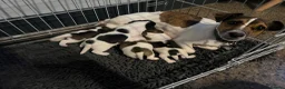 Jack Russell dogs for sale: Jack Russell Terrier Puppies – Purebred Bloodline - Advert 1