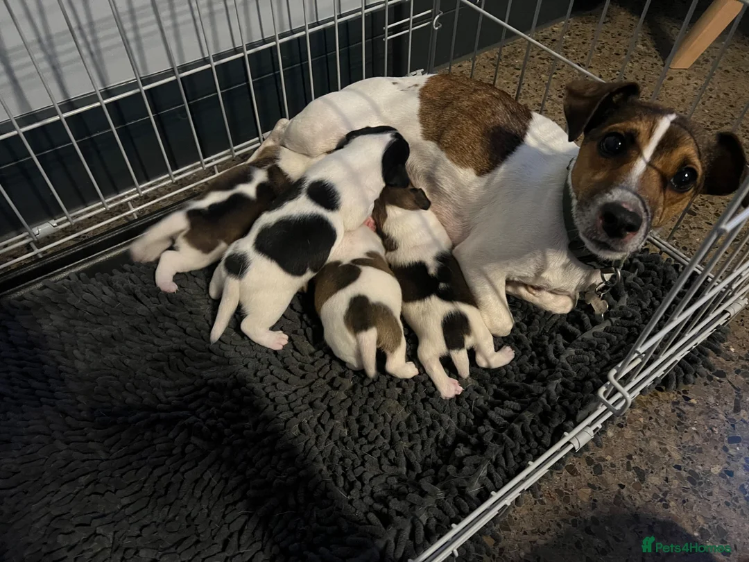 Jack Russell dogs for sale: Jack Russell Terrier Puppies – Purebred Bloodline - Advert 1