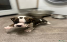 Old Tyme Bulldog dogs for sale: Old tyme bulldogs for sale - Image 7