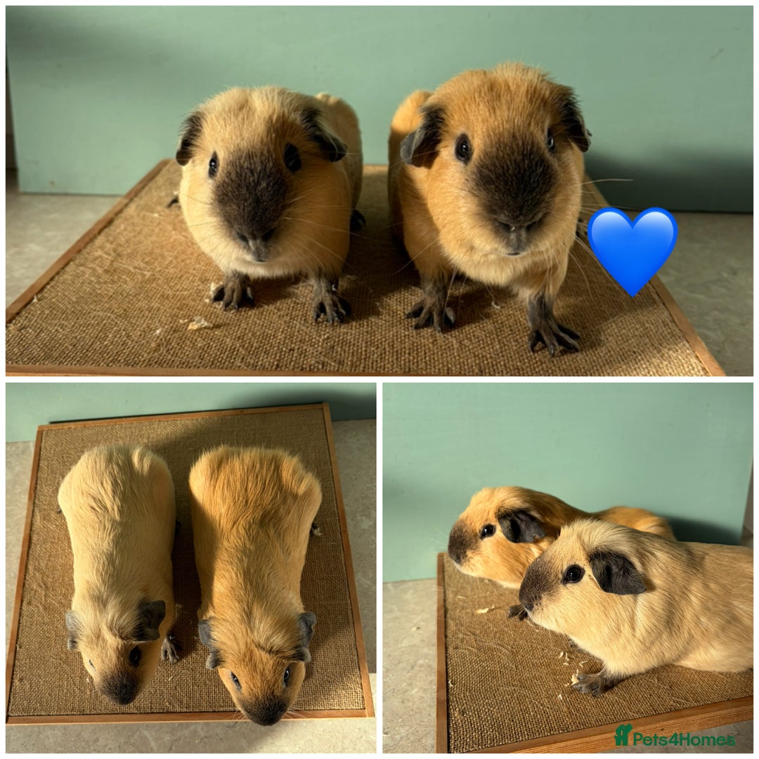 Guinea Pig rodents for sale: Bonded Male Cali Pairs - Advert 2