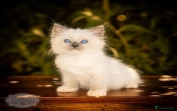 Ragdoll cats for sale: Pure Ragdoll Blue Mitted Girl TICA - Image 5