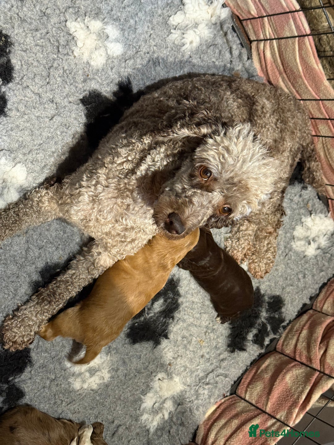 Cockapoo dogs for sale: F1 Cockapoo , Array of colours  - Image 12