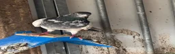 Pigeons birds for sale: Pakistani high flyers  - Advert 4