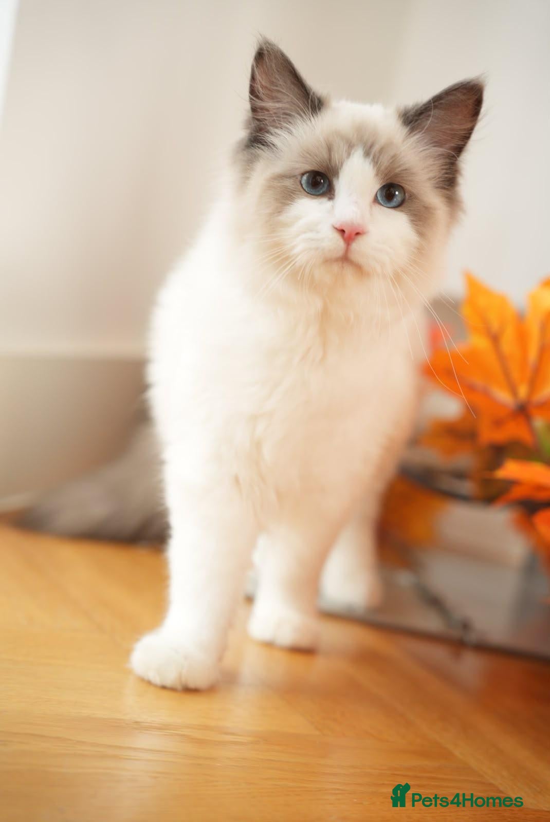 Ragdoll cats Last boy ready now, GCCF-registered Ragdoll. - Advert 1