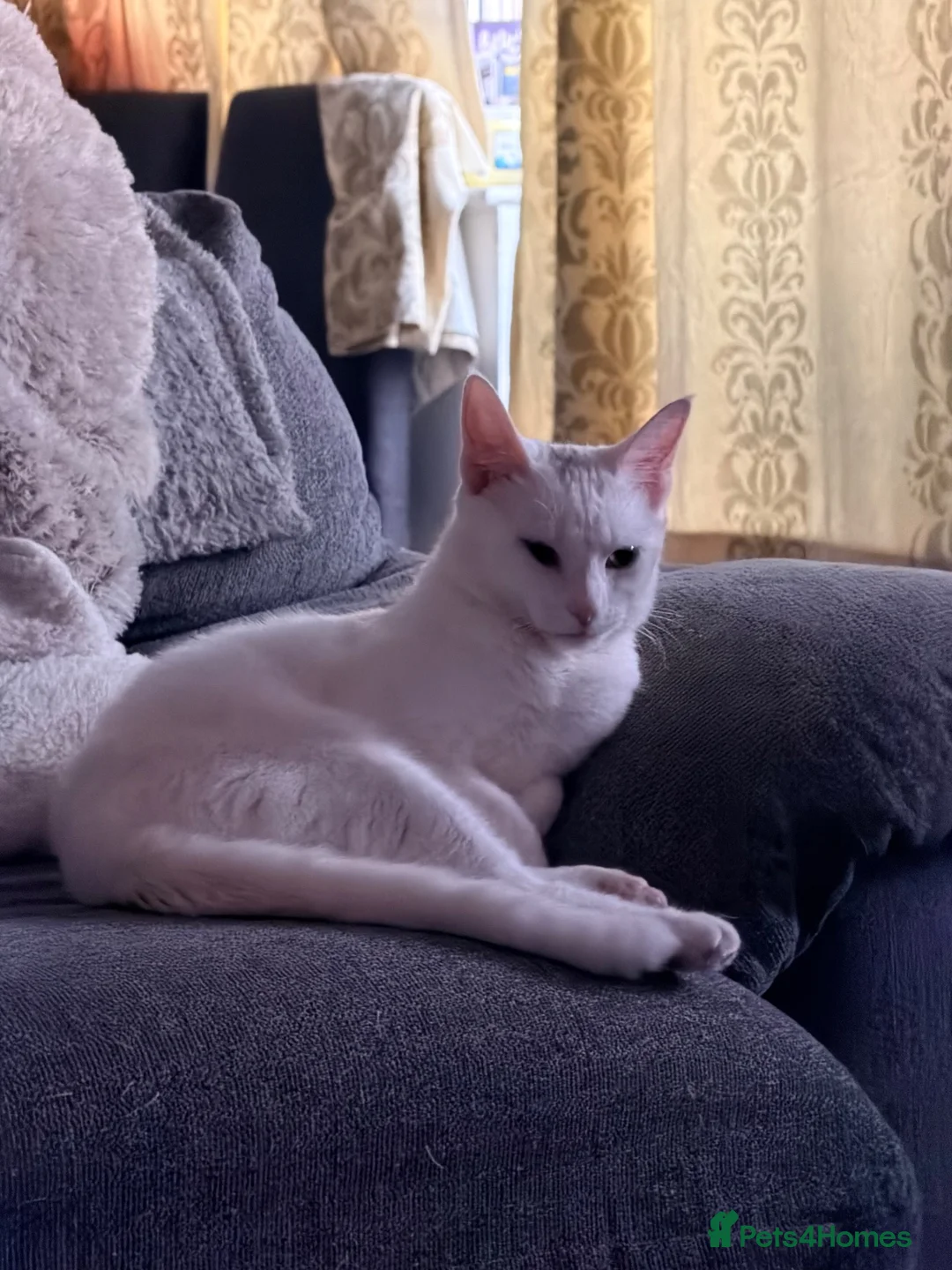 Mixed Breed cats for sale: Ghost in Plymouth - Advert 2