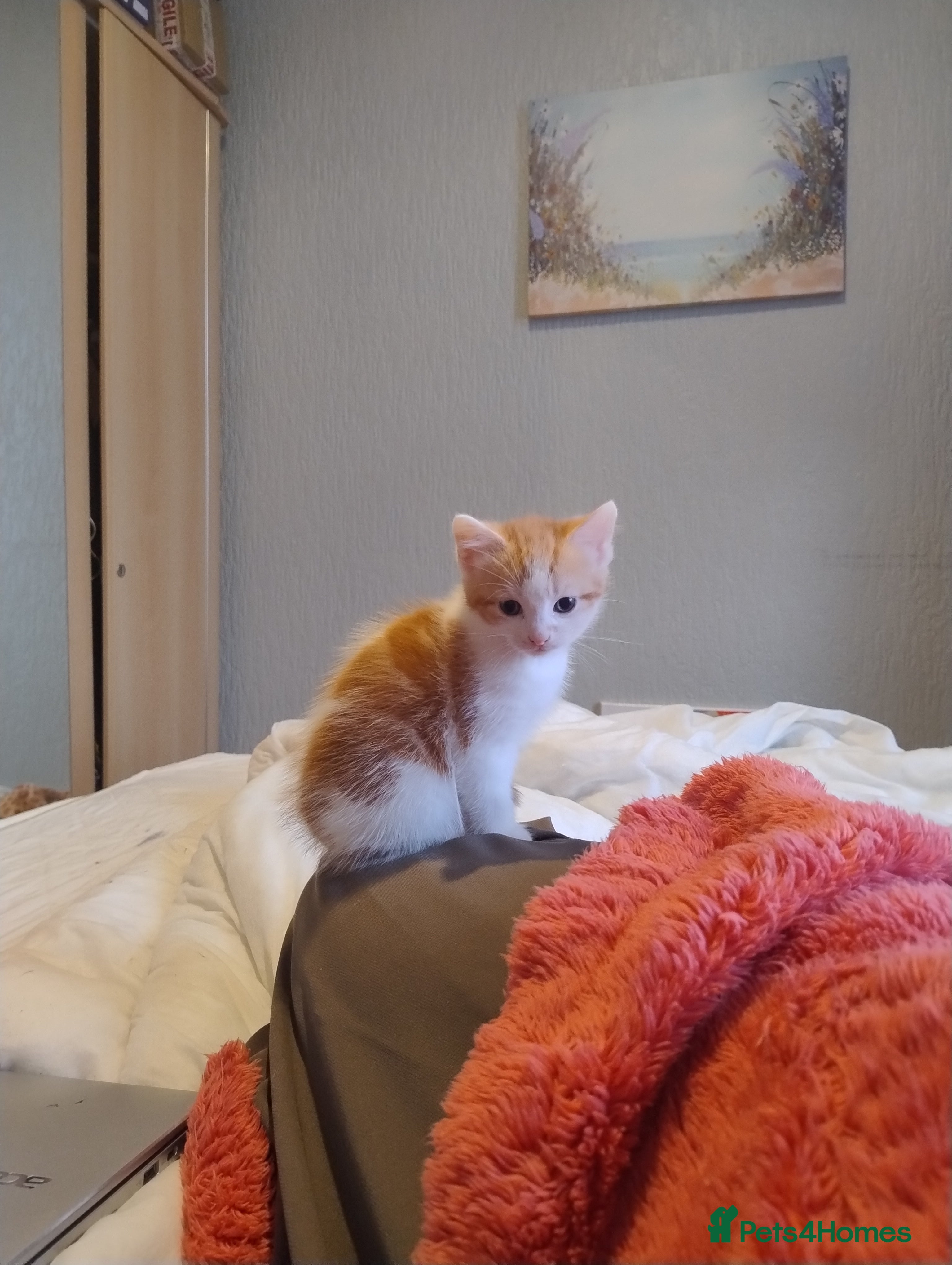 American Shorthair cats Beautiful lively male kitten for sale. - Advert 2