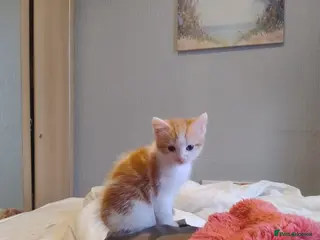 American Shorthair cats Beautiful lively male kitten for sale. - Advert 5