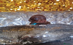 Miniature Dachshund dogs for sale: 7 MINIATURE DUSCHUND PUPPIES 🐶  - Image 9