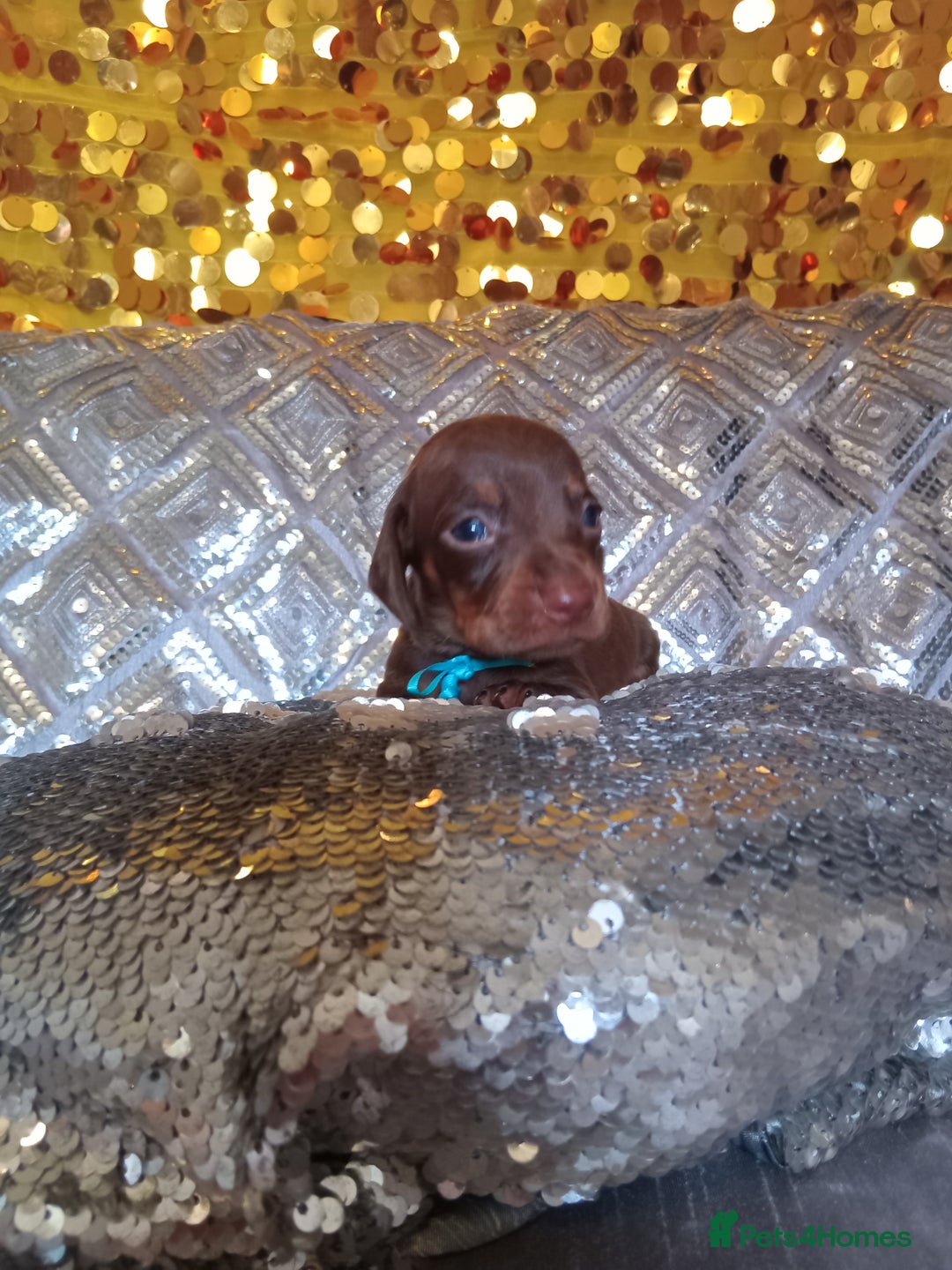 Miniature Dachshund dogs for sale: 7 MINIATURE DUSCHUND PUPPIES 🐶  - Image 9