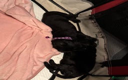 Labrador Retriever dogs for sale: Miss C L Hemmingway  - Image 1