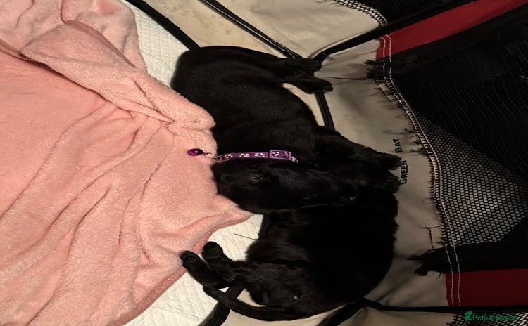 Labrador Retriever dogs - Advert 3