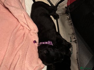 Labrador Retriever dogs for sale - Advert 1