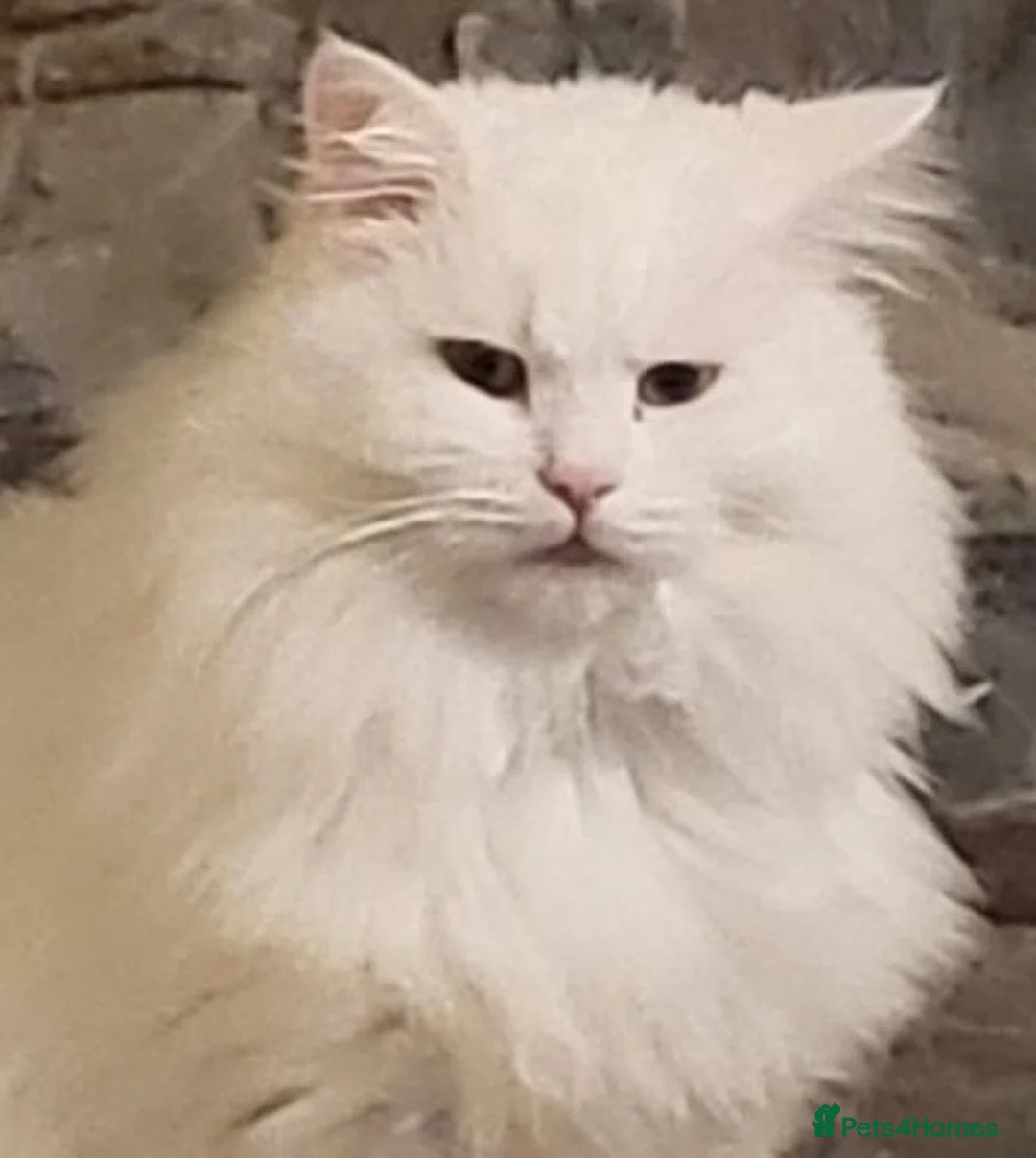 Mixed Breed cats for sale: Chinchilla Persian / Maine Coon  in Garndolbenmaen - Advert 1
