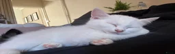 Mixed Breed cats for sale: White kittens for sale  - Advert 2