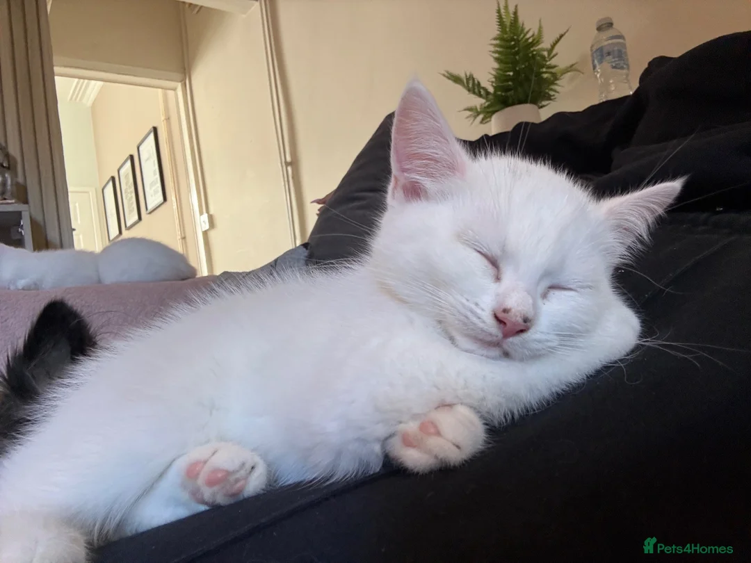 Mixed Breed cats for sale: White kittens for sale  - Advert 2