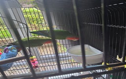Lovebirds birds for sale: Pair of Love Birds - Image 2