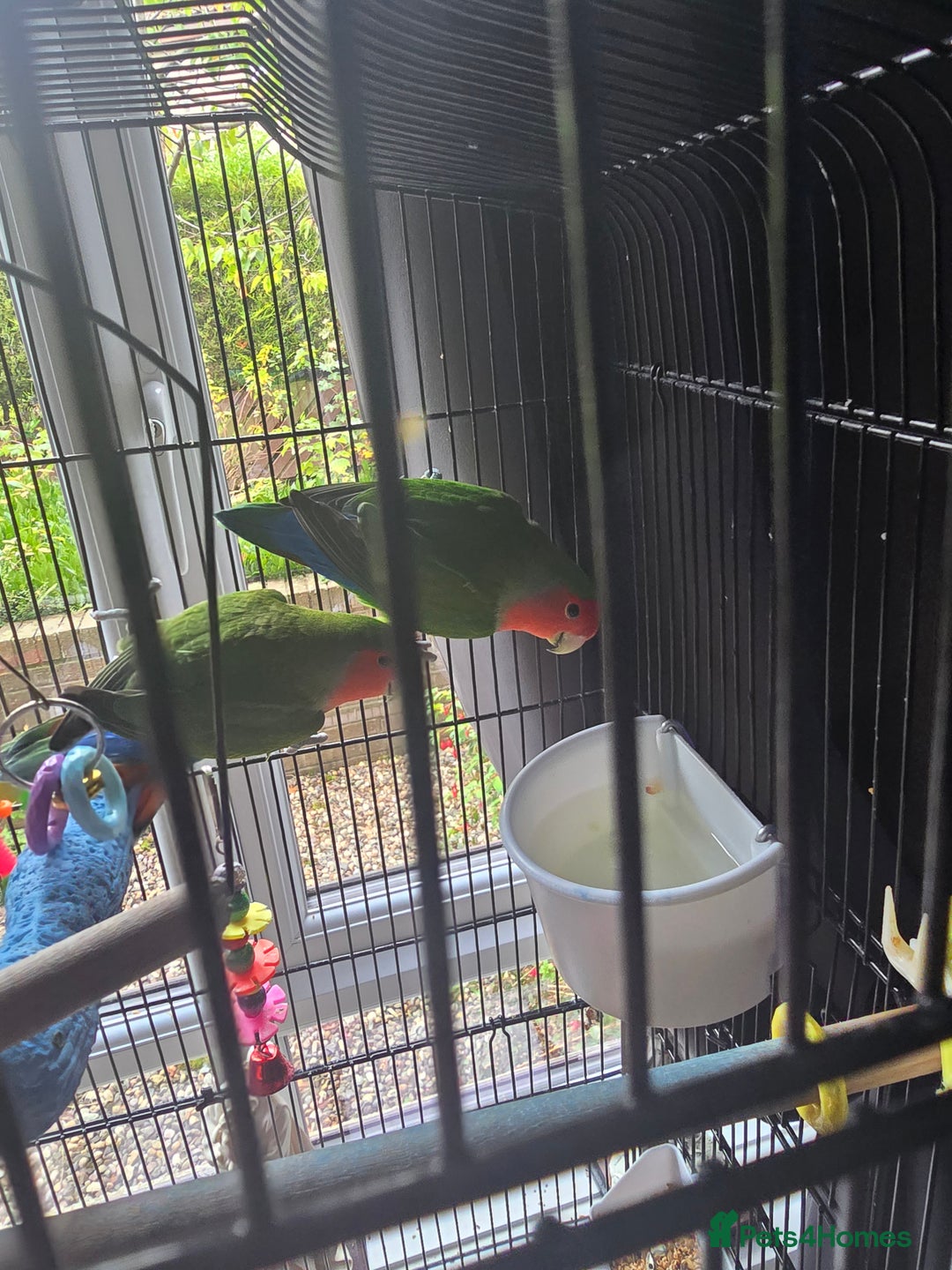 Lovebirds birds for sale: Pair of Love Birds - Image 2