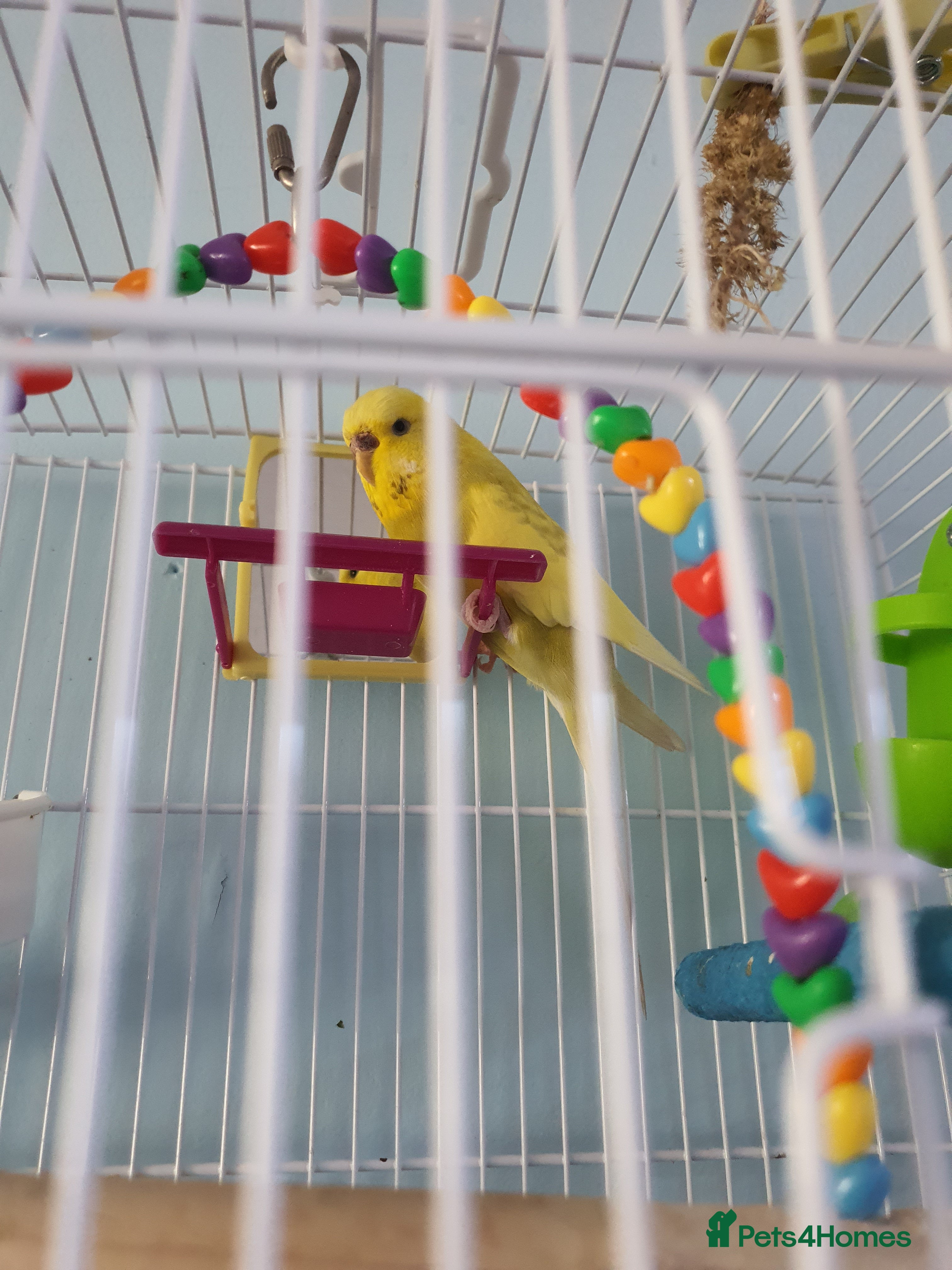 Budgerigars birds Lemon the budgie  - Advert 6