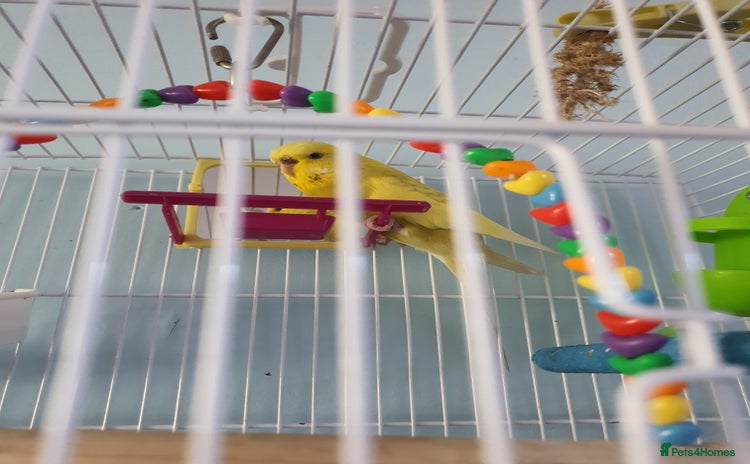 Budgerigars birds - Advert 10