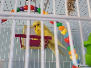Budgerigars birds - Advert 1