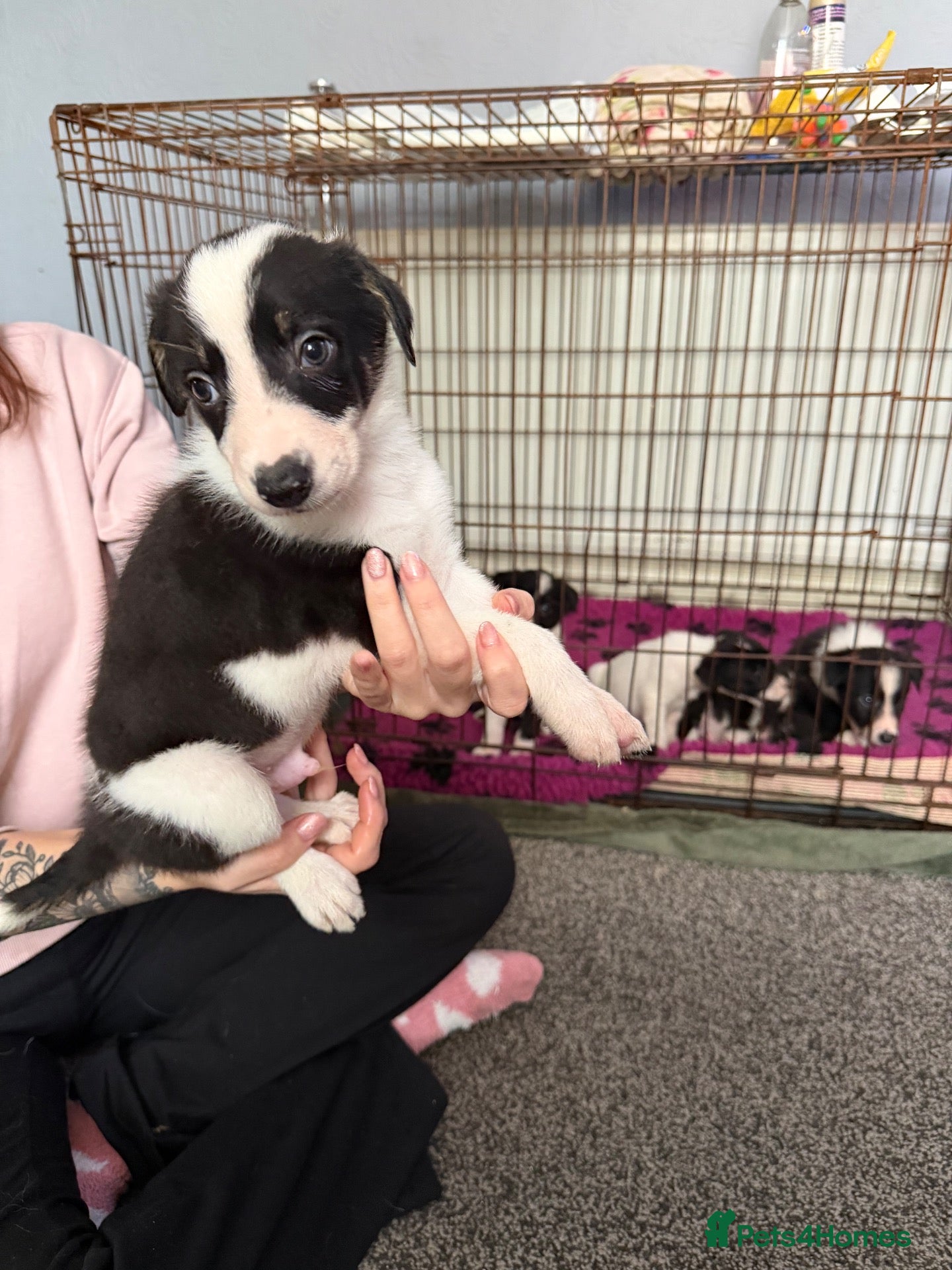 Border Collie dogs Only 1 girl 2 boy left !  - Advert 13