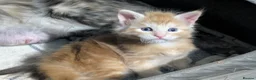 Maine Coon cats for sale: 5 beautiful male coon males  - Advert 7