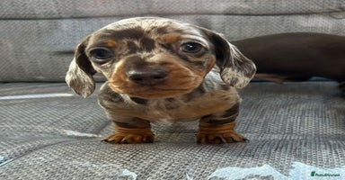 Miniature Dachshund dogs - Advert 3