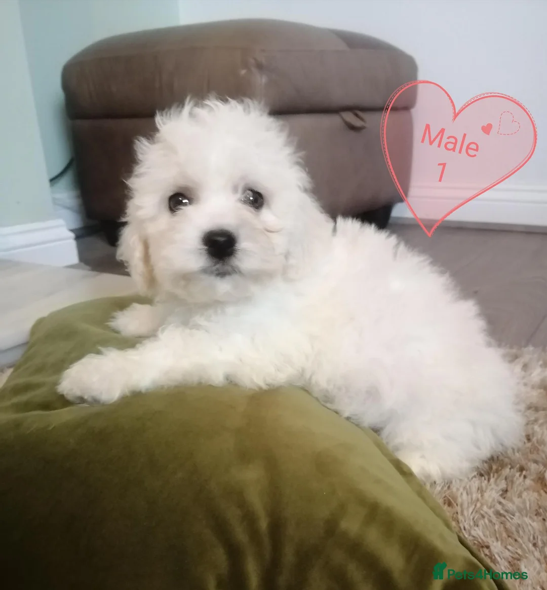 Bichon Frise dogs for sale: Bichon Frise Bichons - Advert 2
