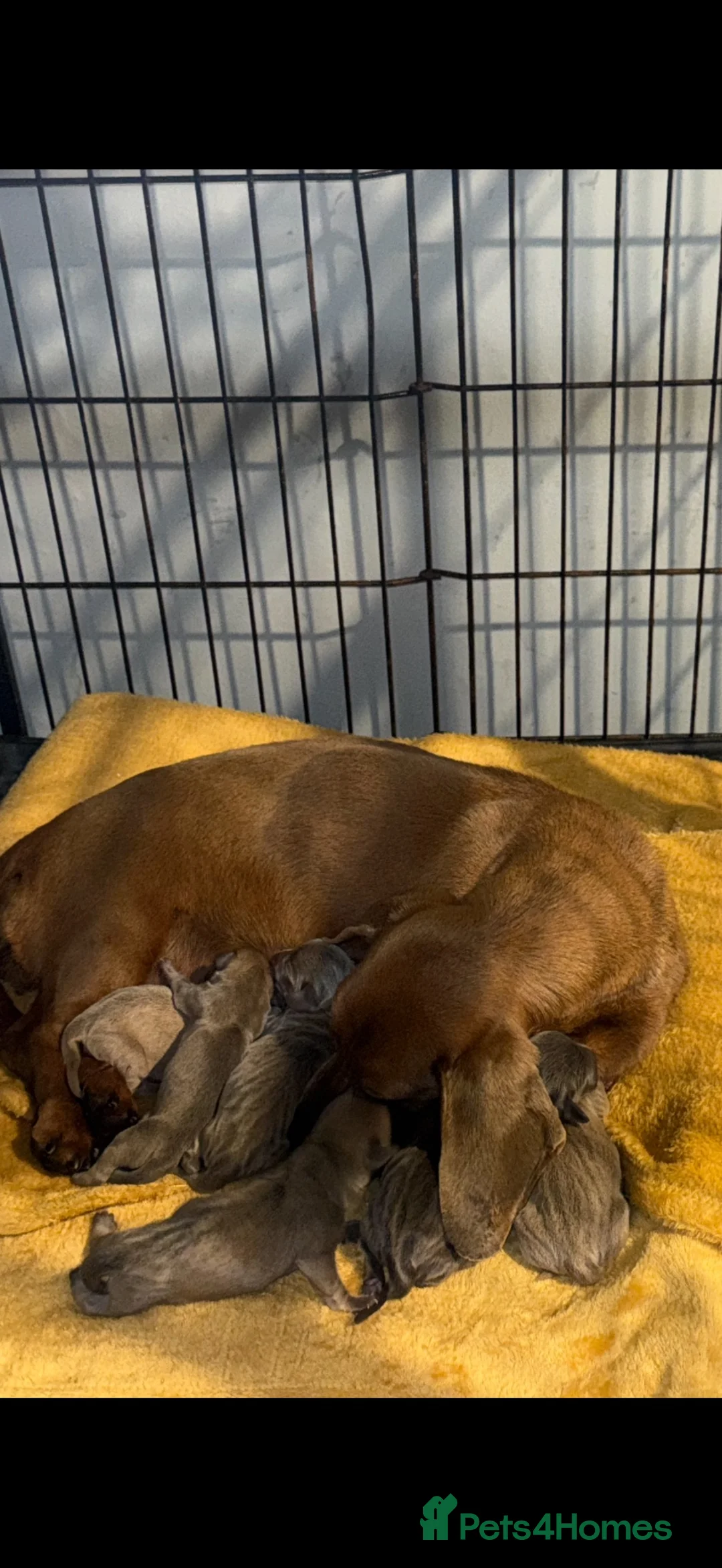 Dachshund dogs for sale: Sausage dogs seeking there forever homes  - Advert 4