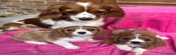 Cavalier King Charles Spaniel dogs for sale: Blenheim Cavalier King Charles pups ready now  - Advert 9