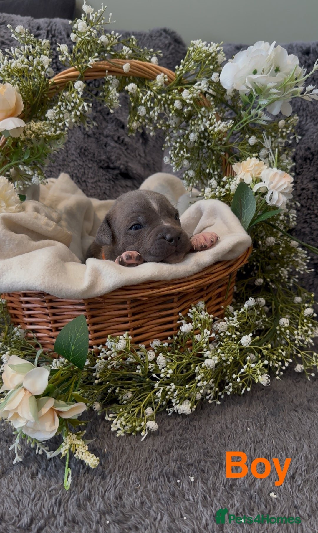Staffordshire Bull Terrier dogs for sale: Stunning Staff Puppies  - Image 16