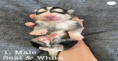 Mixed Breed dogs - Advert 3