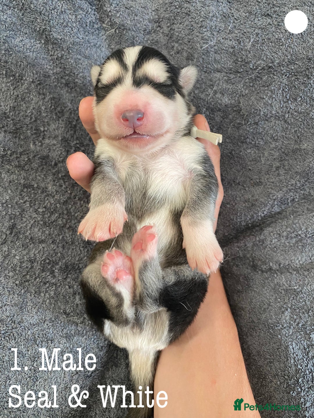 Mixed Breed dogs for sale: Malamute x Alaskan Shepherd Litter - Image 3