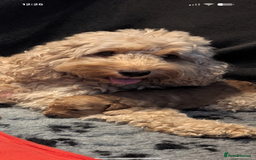 Cockapoo dogs for sale: F1B Cockapoo pups  - Image 4