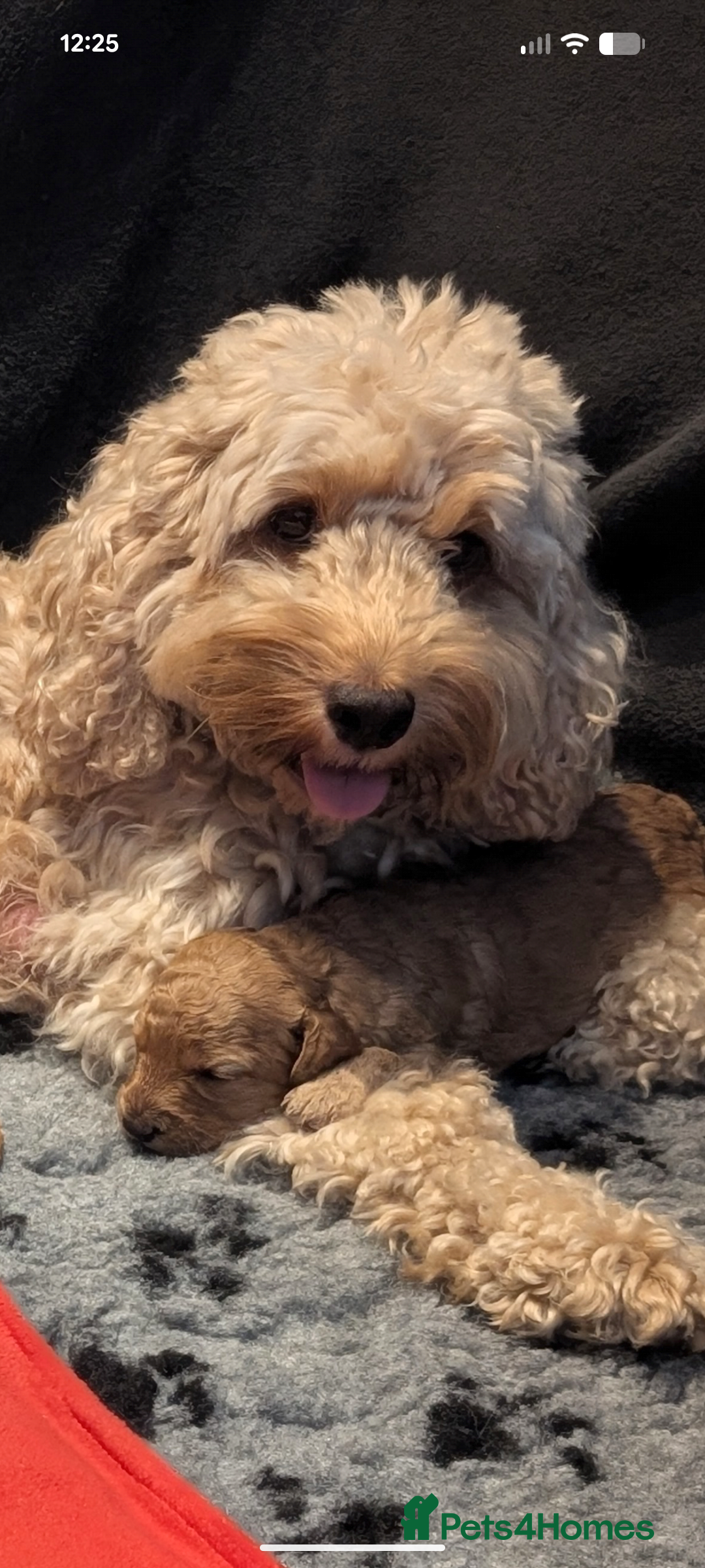 Cockapoo dogs for sale: F1B Cockapoo pups  - Image 4