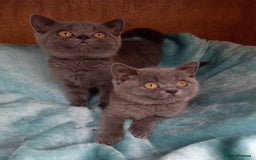 British Shorthair cats for sale: Super GCCF Registered Kittens - Image 21