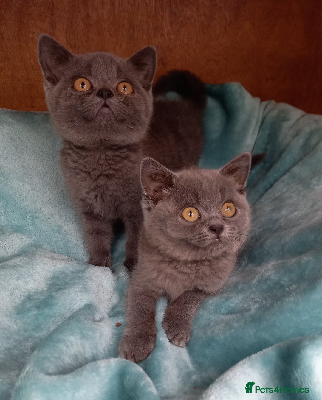 British Shorthair cats for sale: Super GCCF Registered Kittens - Image 21