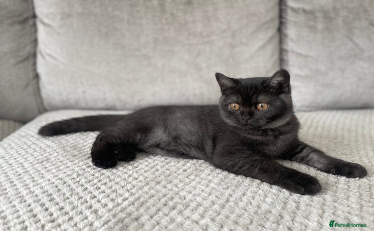 British Shorthair cats - Advert 1