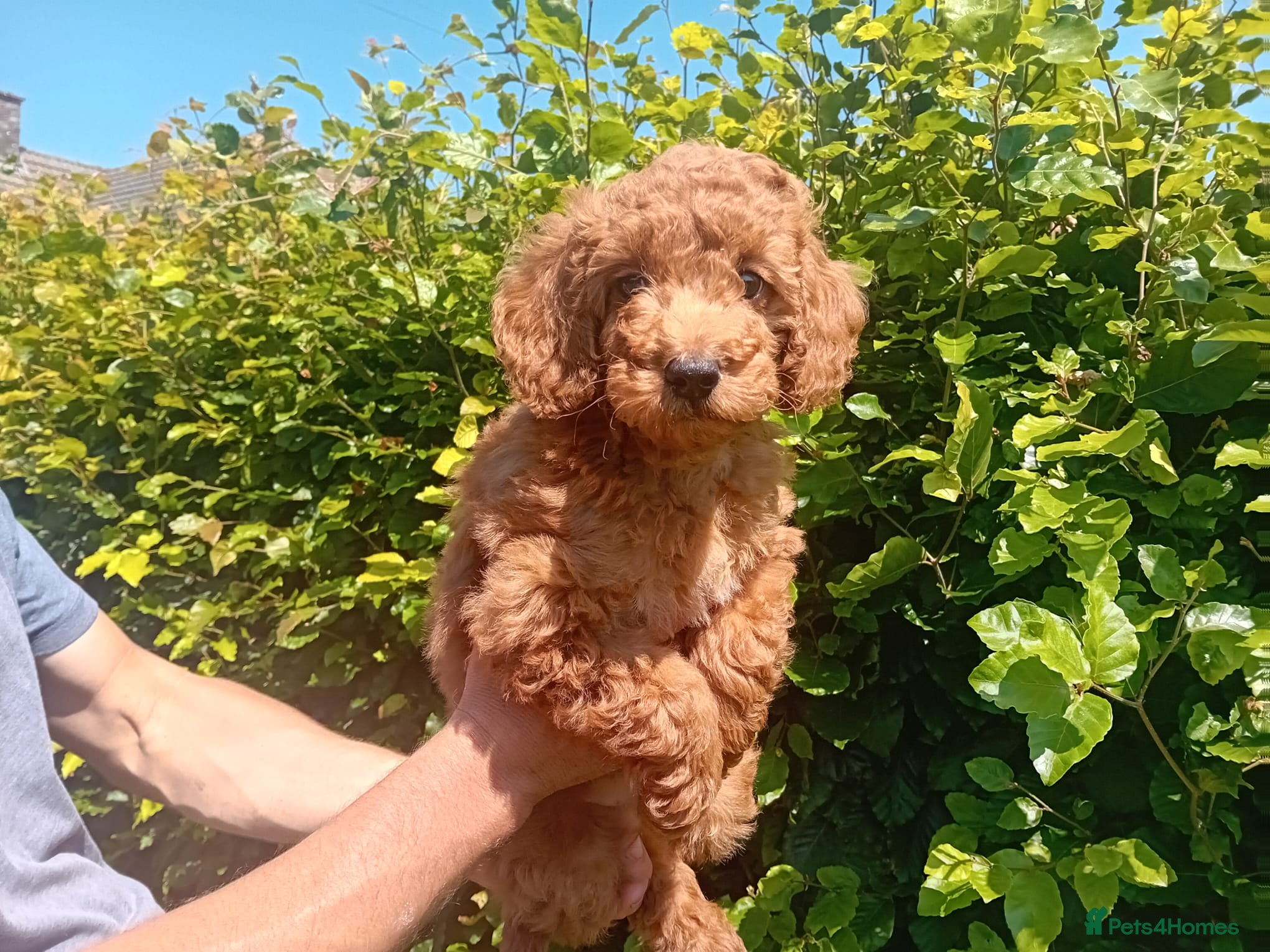 Goldendoodle dogs Gorgeous Red F1b Goldendoodle Puppy - Advert 1
