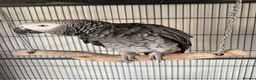 Parrots birds for sale: 2 x African grey - Advert 2