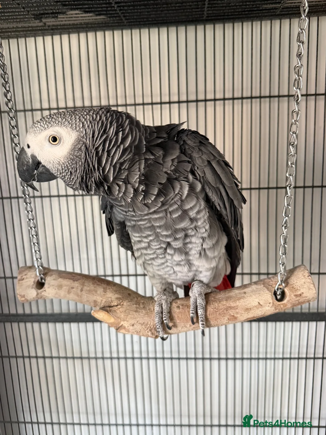 Parrots birds for sale: 2 x African grey - Advert 2