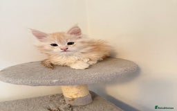Maine Coon cats for sale: Cream beautiful and fluffy kittens  in Oxford - Image 3
