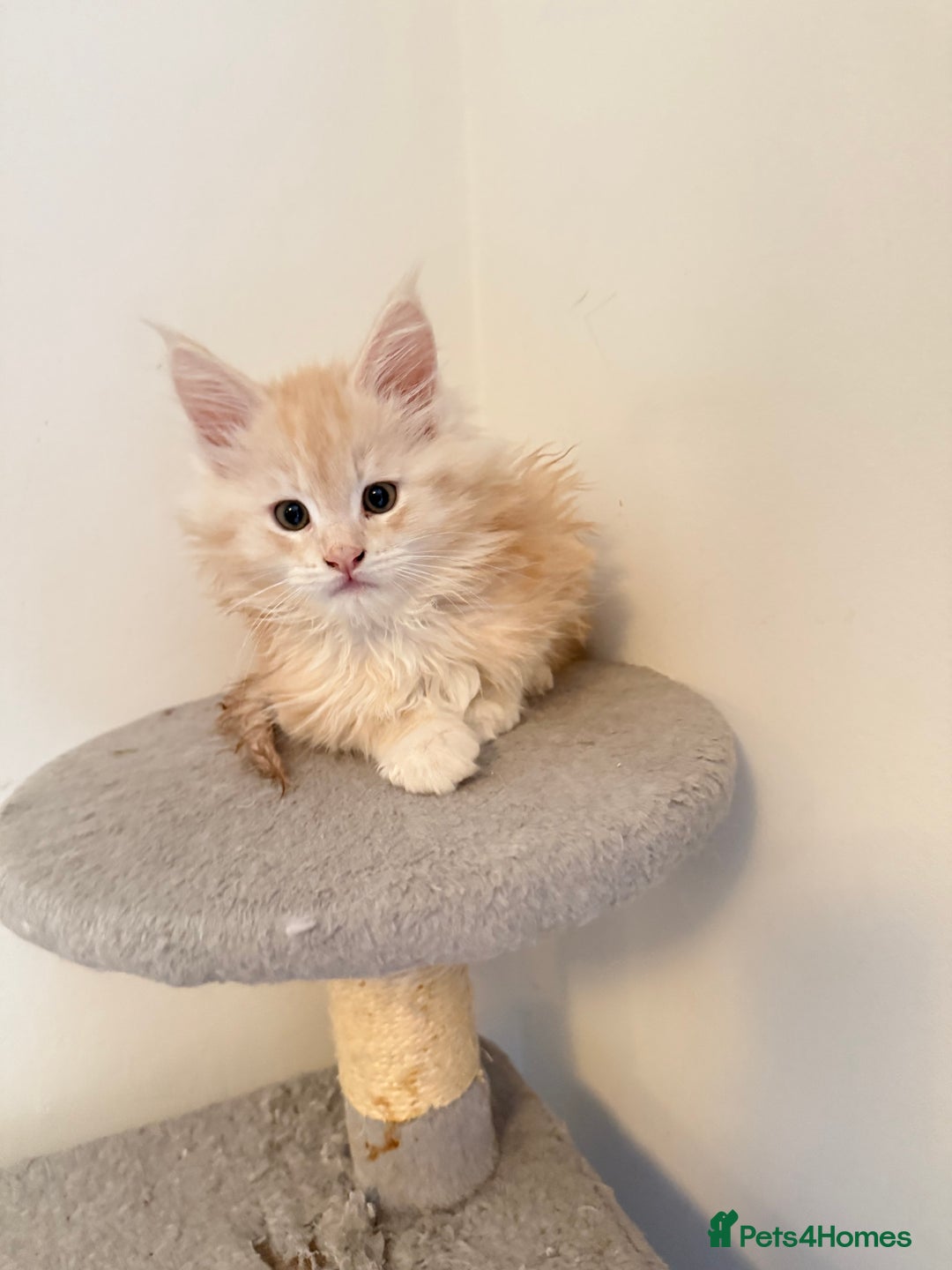 Maine Coon cats for sale: Cream beautiful and fluffy kittens  in Oxford - Image 3