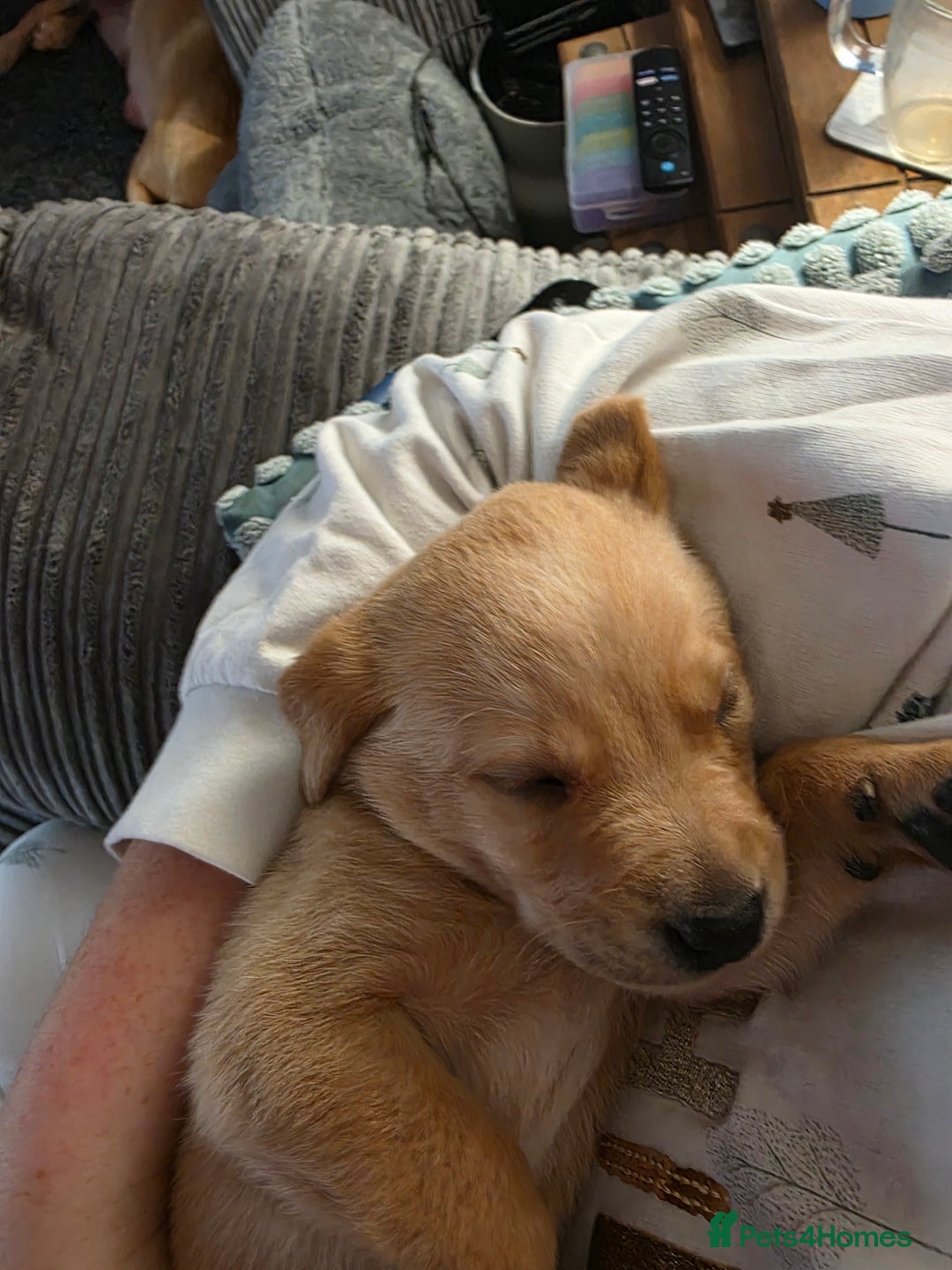 Labrador Retriever dogs for sale: Gorgeous Labrador puppies - Advert 7