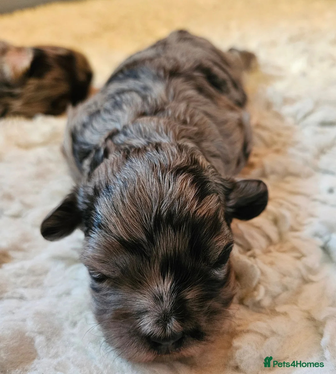Maltipoo dogs for sale: Beautiful Blue Merle Maltipoos - Advert 17