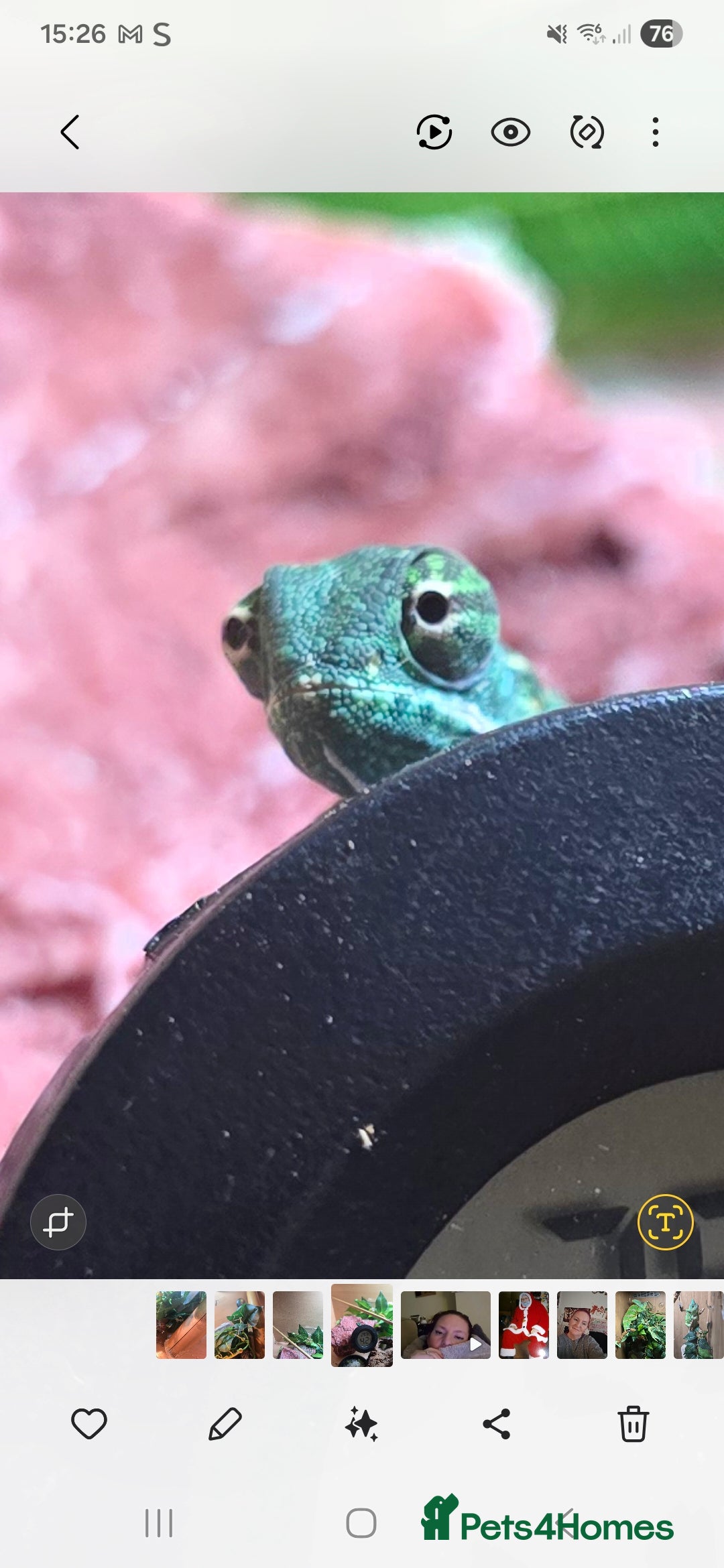 Chameleon reptiles veiled chameleon - Advert 2