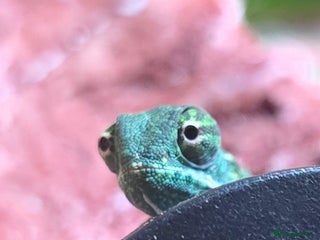 Chameleon reptiles veiled chameleon - Advert 2