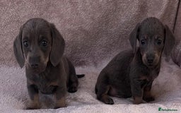 Dachshund dogs for sale: ❤️ Dachshund puppies ❤️ - Image 6