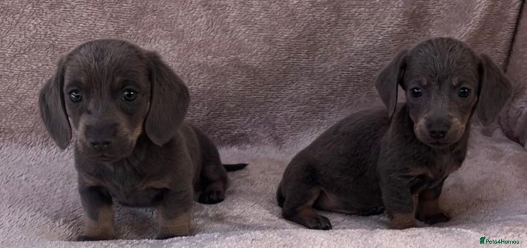 Dachshund dogs for sale: ❤️ Dachshund puppies ❤️ - Image 6