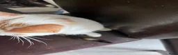 Mixed Breed cats for sale: 7 Stunning Mixed Breed Turkish Angora kittens - Advert 22